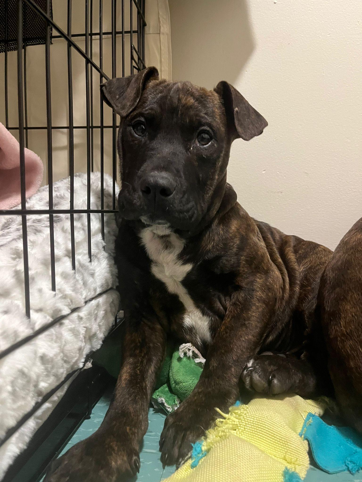 Hendrix, adopted, Puppy Female American Bully.