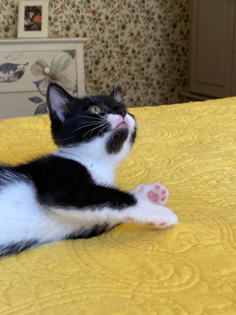 Enlarge Oreo, an adopted Tuxedo in Charlotte, NC image 3/3