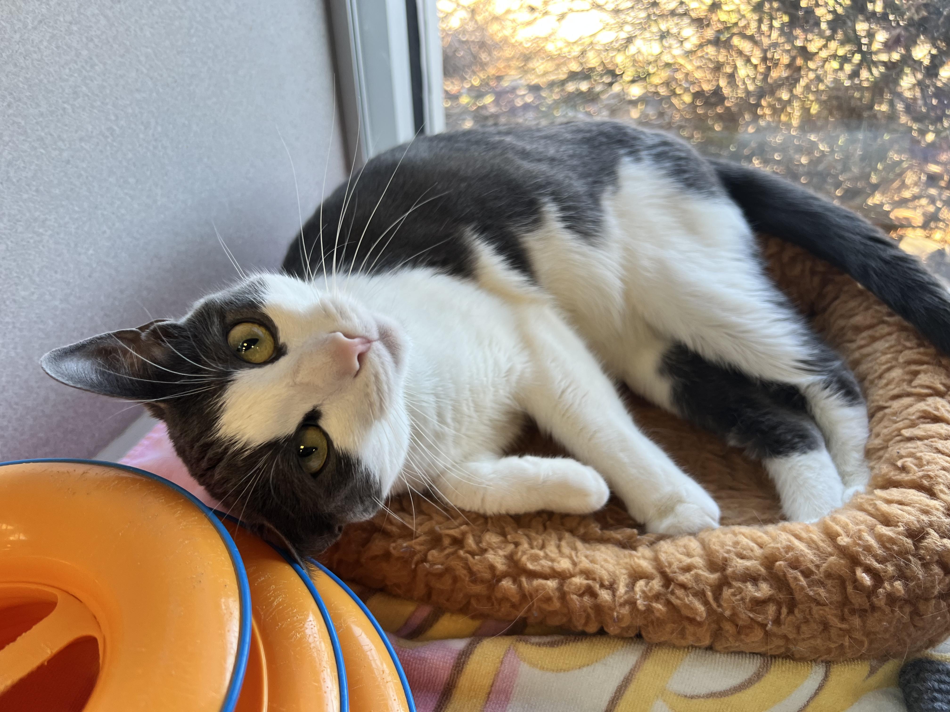 Enlarge Gracie, a ADOPTABLE Domestic Short Hair in Bear, DE image 1/1
