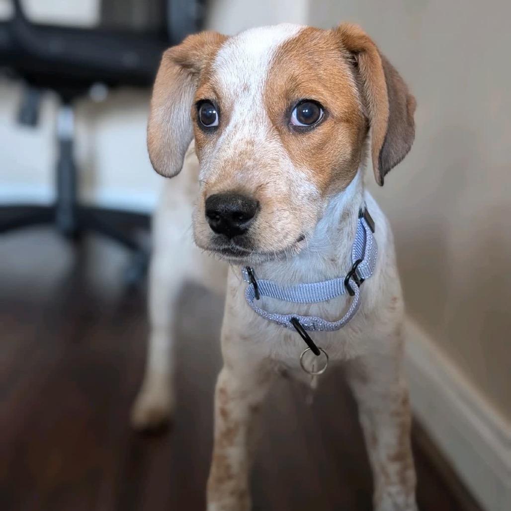 Enlarge PEARL, a Adoptable Hound in La Grange, KY image 1/6