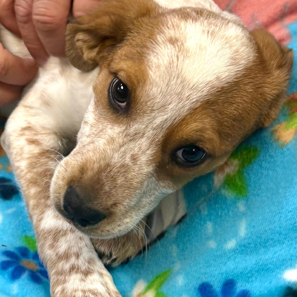 Enlarge PEARL, a Adoptable Hound in La Grange, KY image 2/6