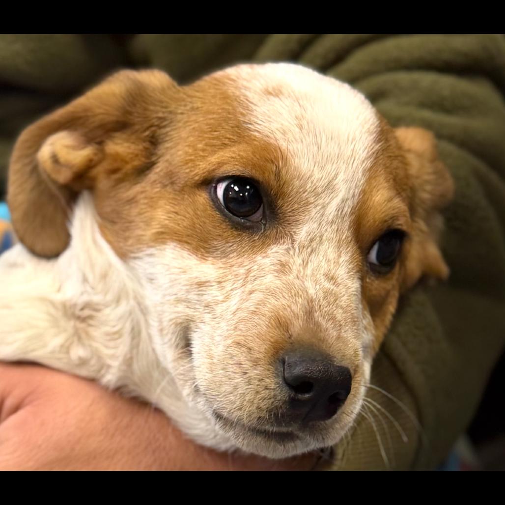 Enlarge PEARL, a Adoptable Hound in La Grange, KY image 3/6
