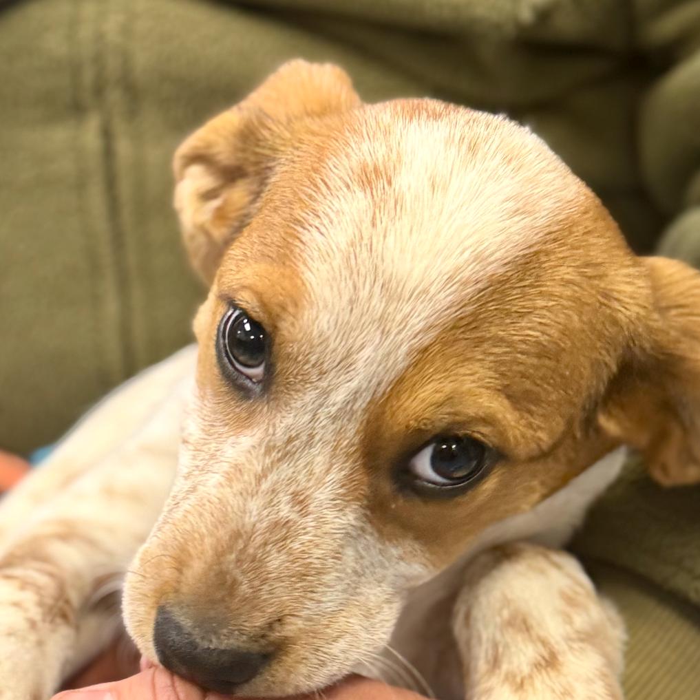 Enlarge PEARL, a Adoptable Hound in La Grange, KY image 4/6