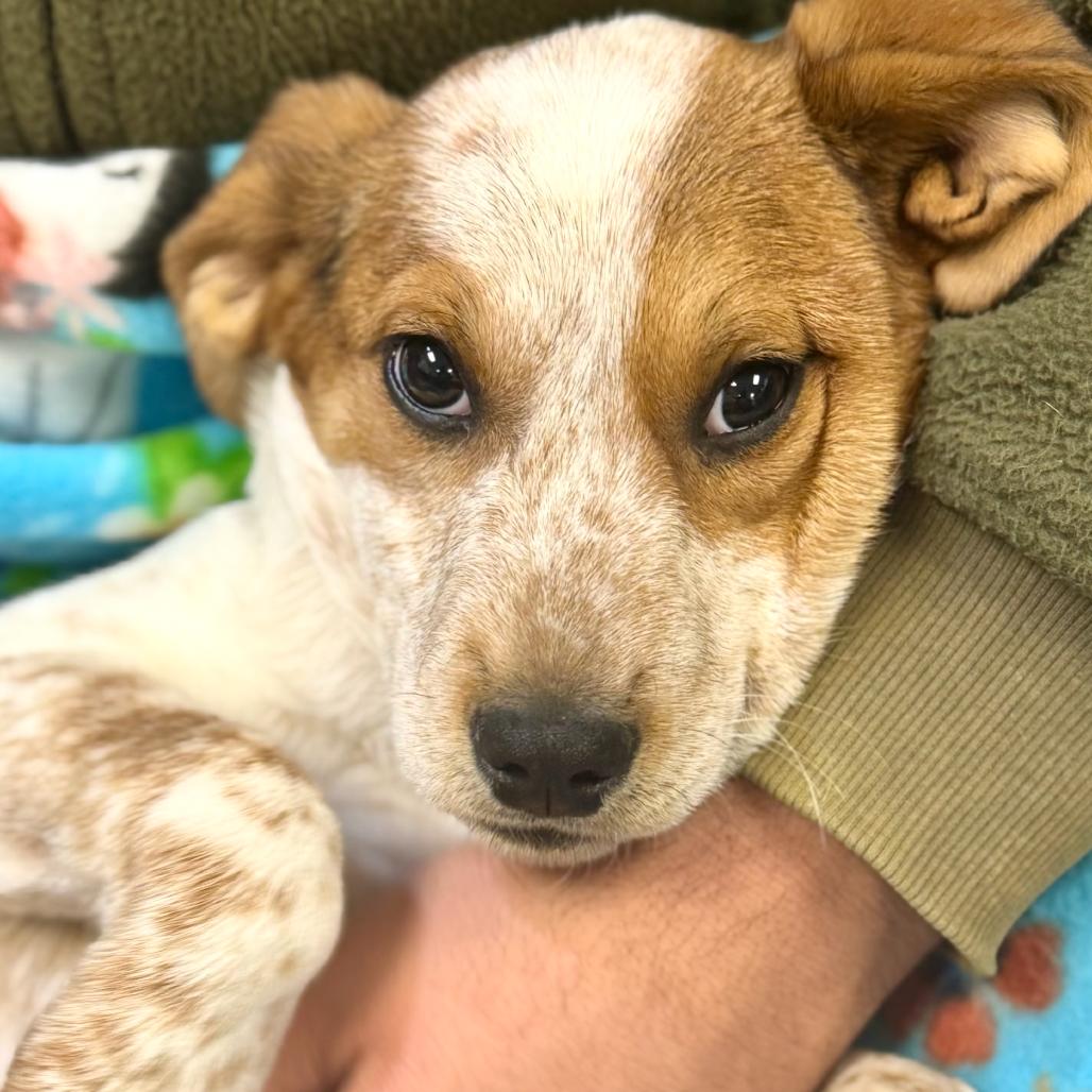 Enlarge PEARL, a Adoptable Hound in La Grange, KY image 5/6