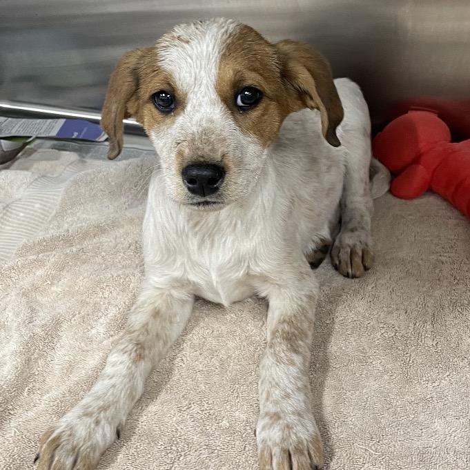 Enlarge PEARL, a Adoptable Hound in La Grange, KY image 6/6