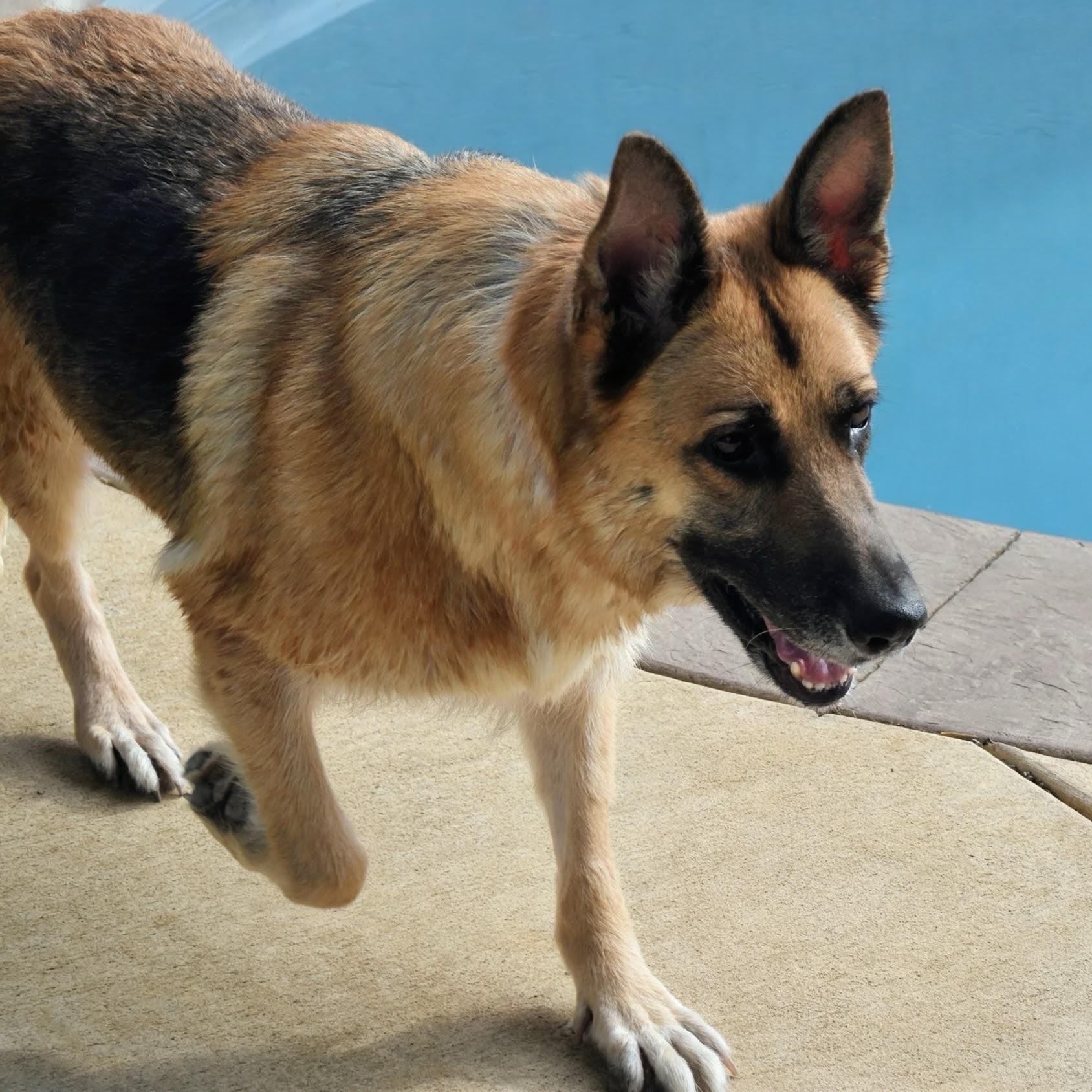 Missy, a ADOPTABLE German Shepherd Dog in Spring hill, TN image 3/5