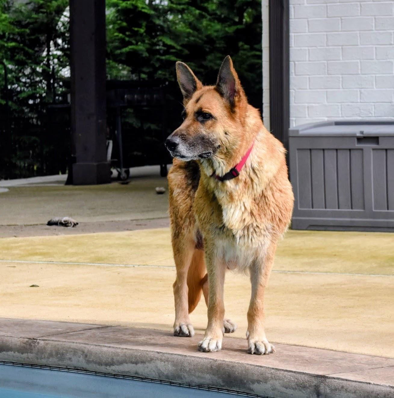 Missy, ADOPTABLE, Senior Female German Shepherd Dog.