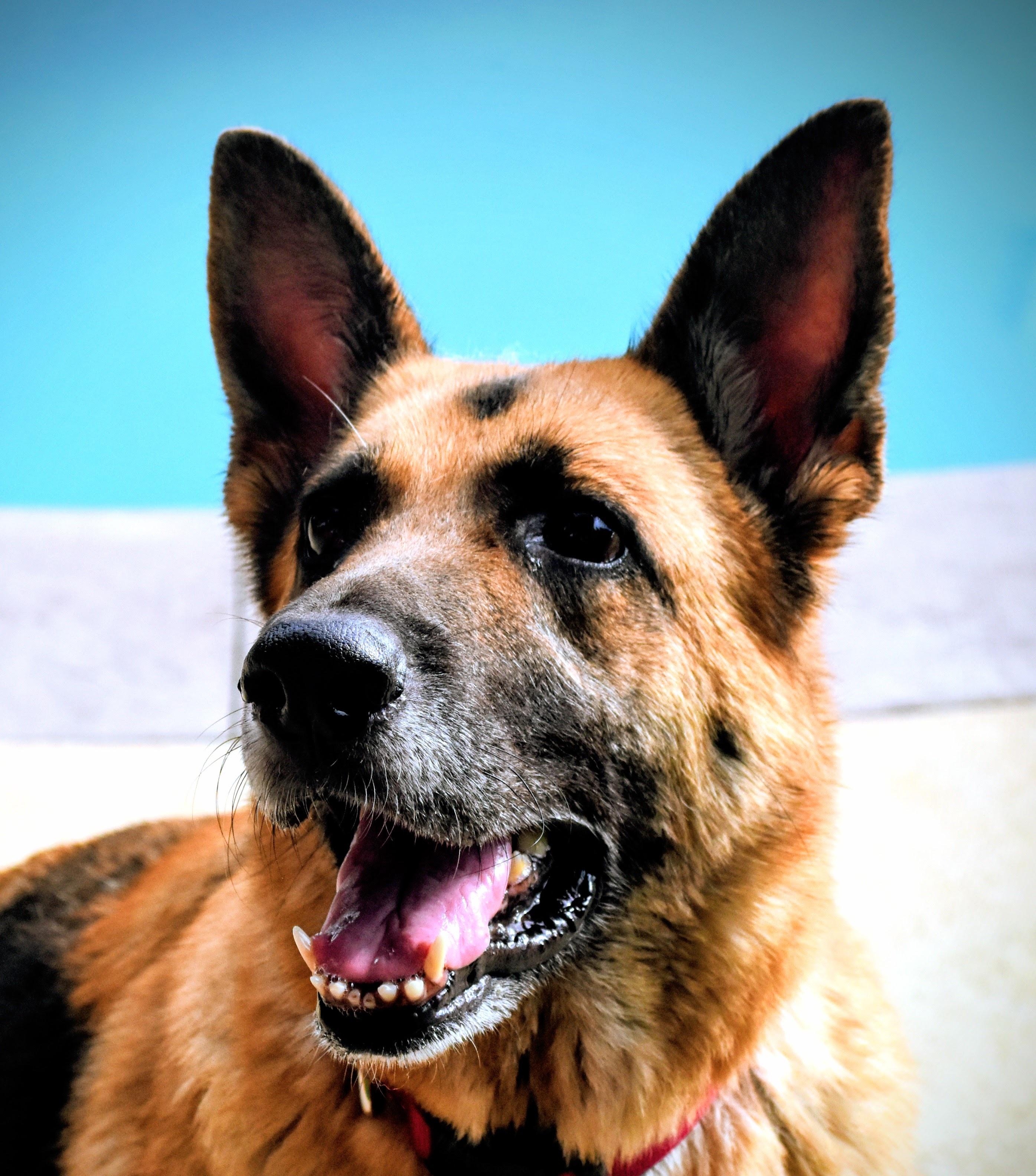 Missy, a ADOPTABLE German Shepherd Dog in Spring hill, TN image 2/5