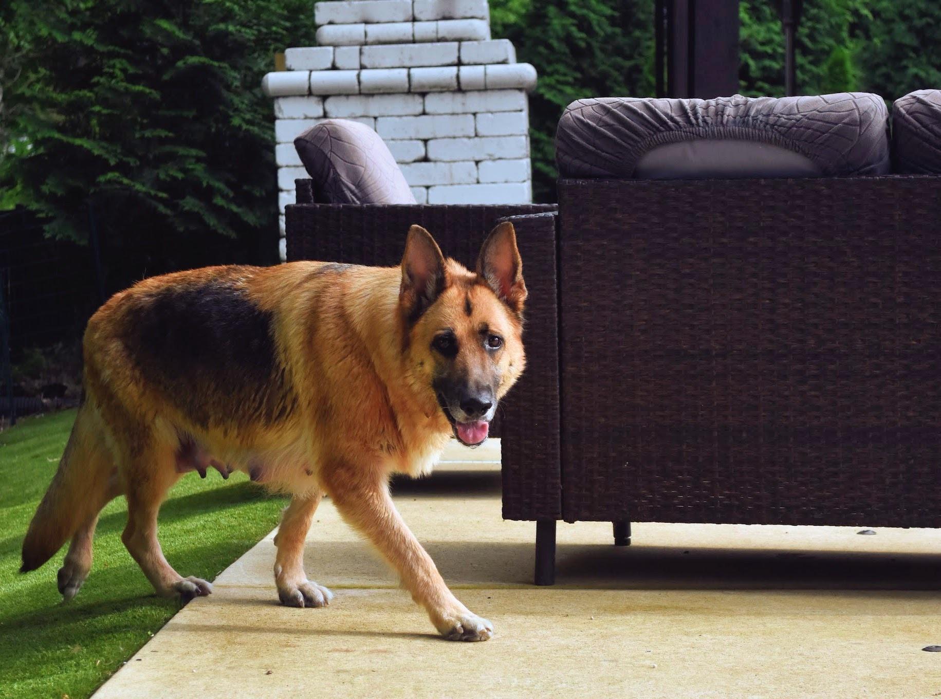 Missy, a ADOPTABLE German Shepherd Dog in Spring hill, TN image 4/5