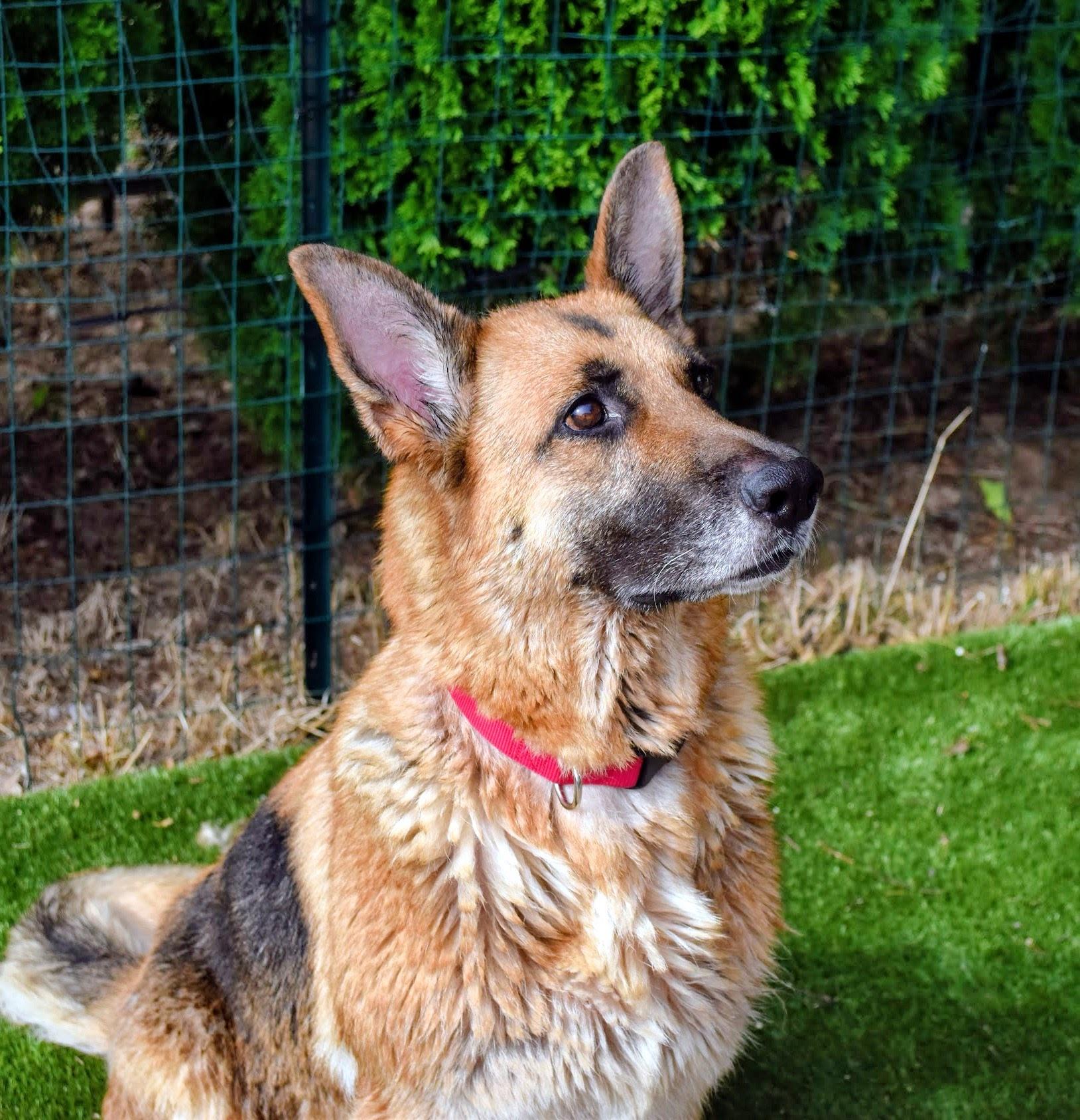 Missy, a ADOPTABLE German Shepherd Dog in Spring hill, TN image 5/5