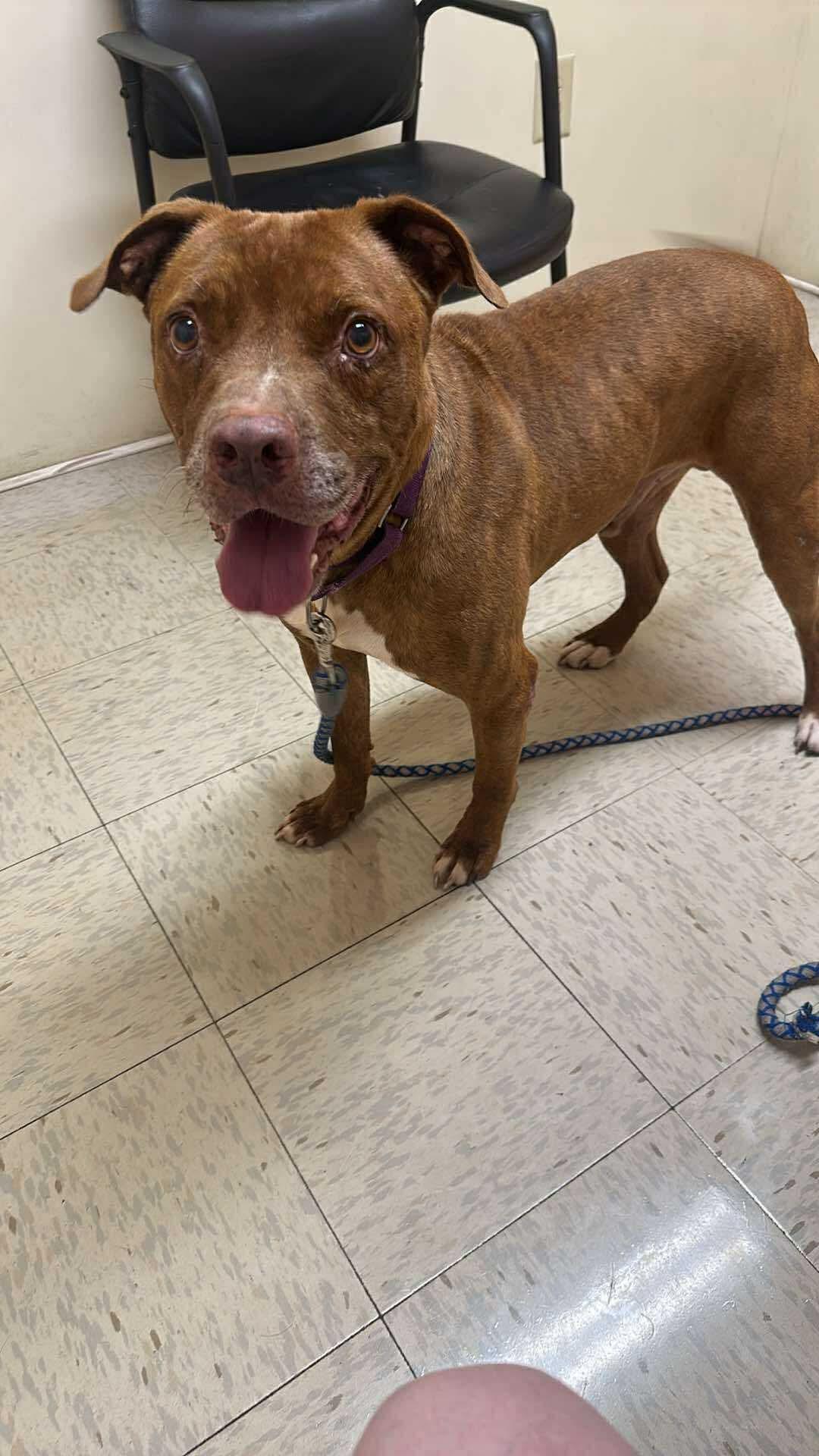 Thunder: Foster-to-Adopt Available