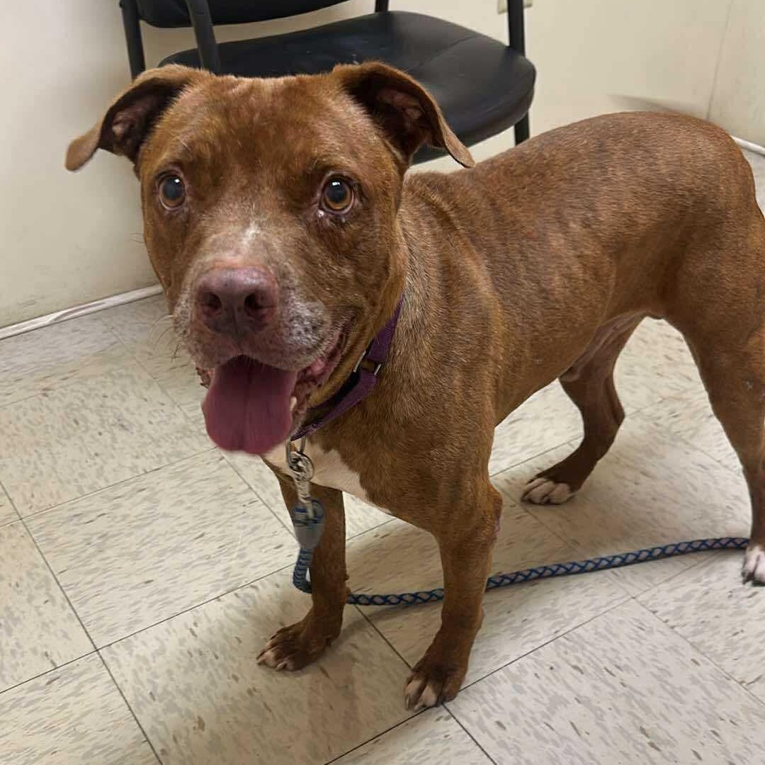 Enlarge Thunder: Adopt or Forever Foster, a Adoptable mixed breed in Rochester, NY image 3/6
