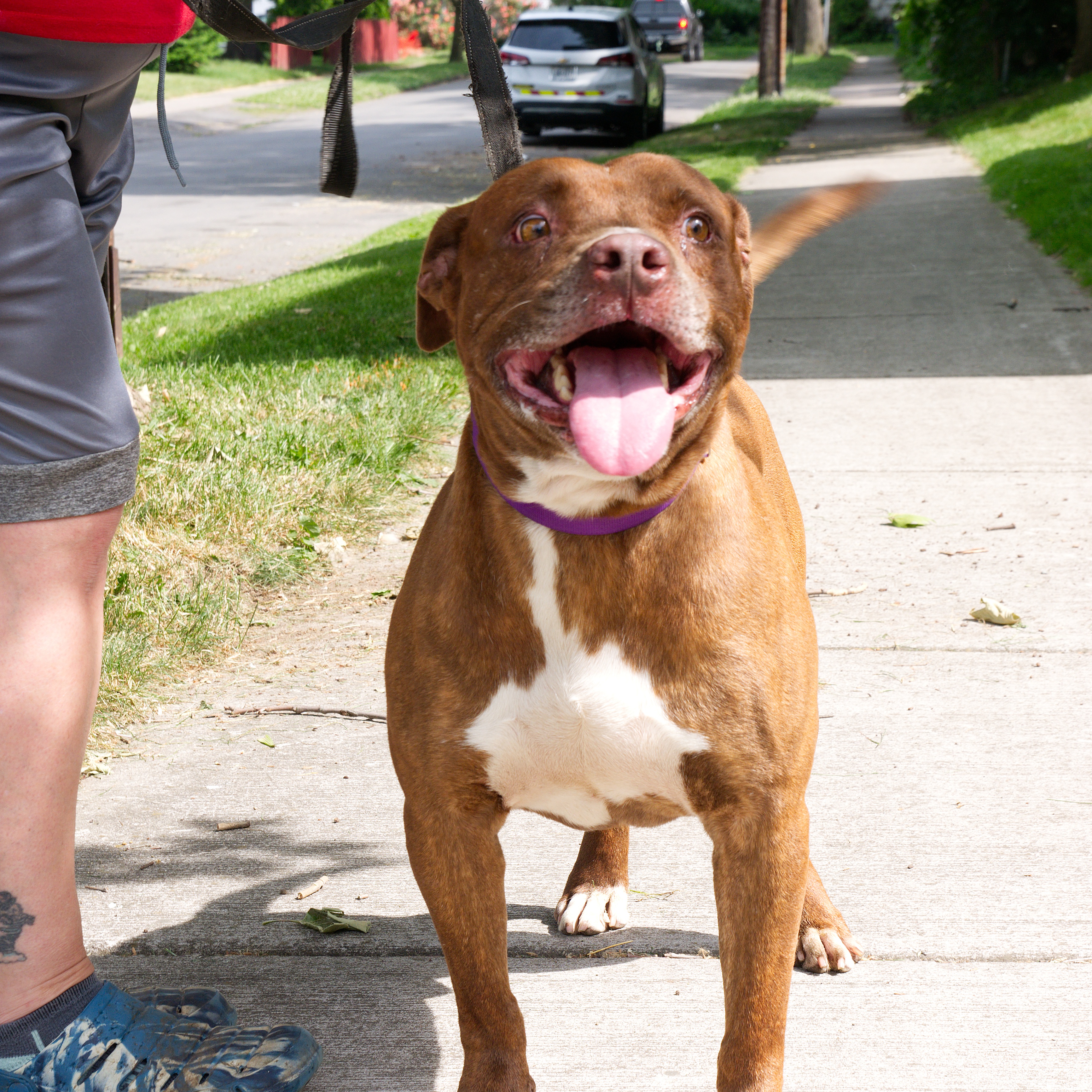 Enlarge Thunder: Adopt or Forever Foster, a Adoptable mixed breed in Rochester, NY image 2/6