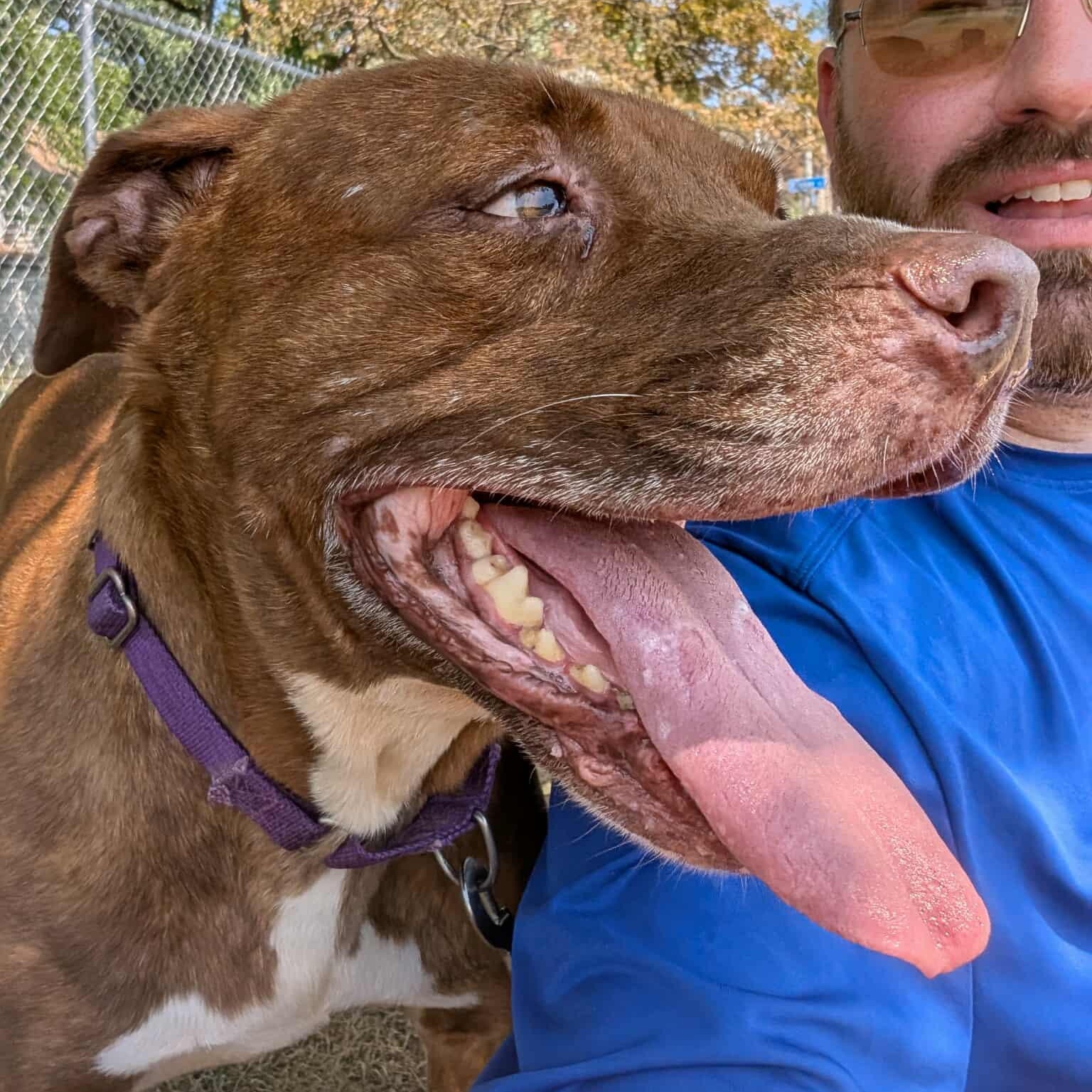 Enlarge Thunder: Adopt or Forever Foster, a Adoptable mixed breed in Rochester, NY image 6/6