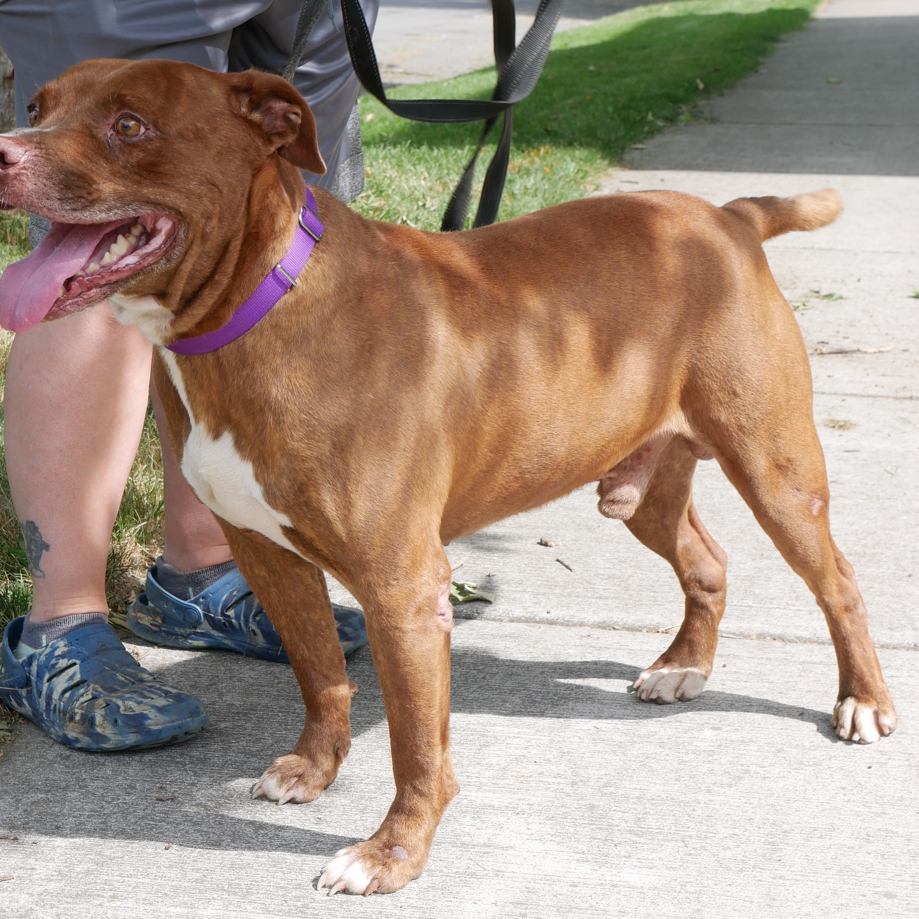 Enlarge Thunder: Adopt or Forever Foster, a Adoptable mixed breed in Rochester, NY image 4/6