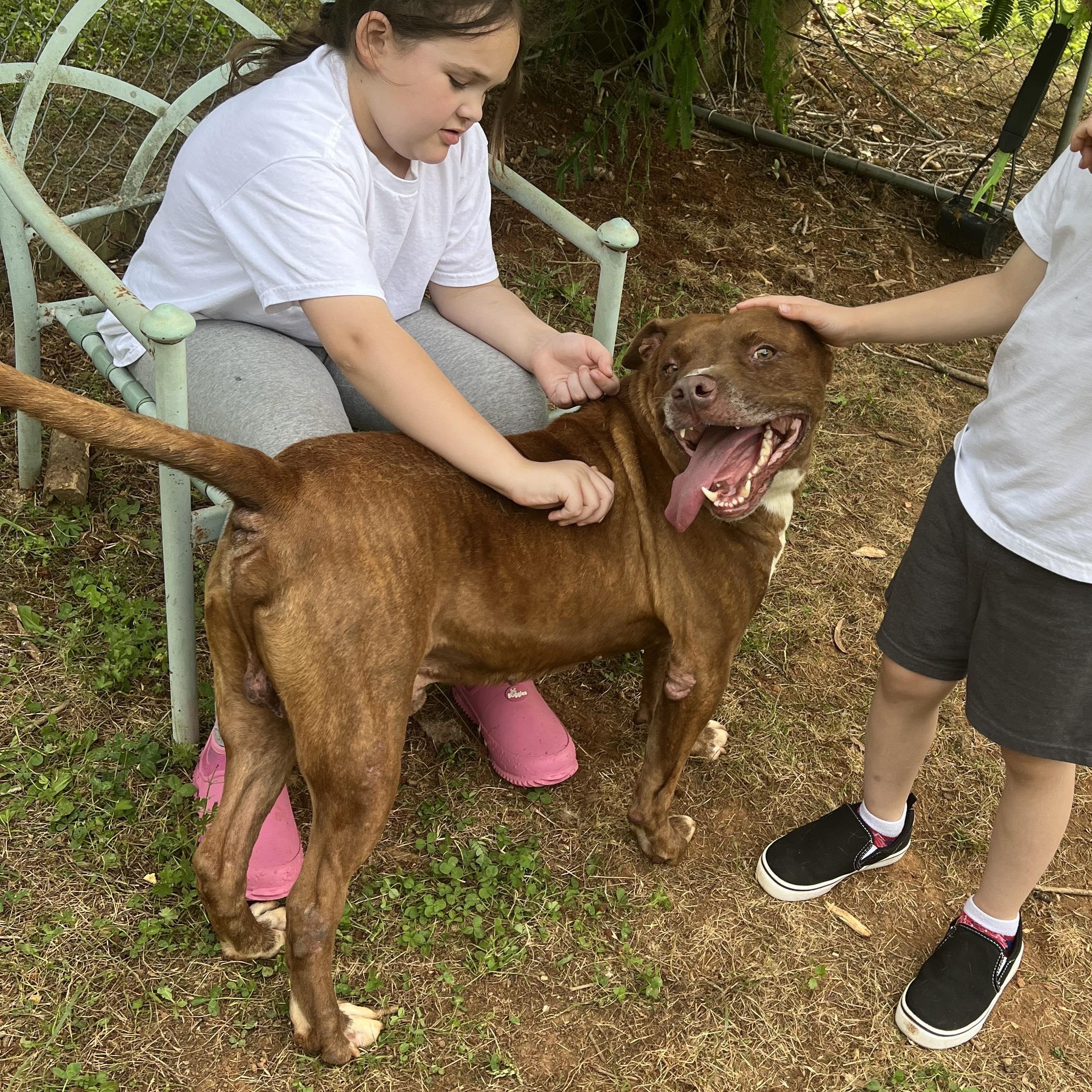 Thunder: Adopt or Forever Foster, Adoptable, Senior Male Staffordshire Bull Terrier & Pit Bull Terrier.