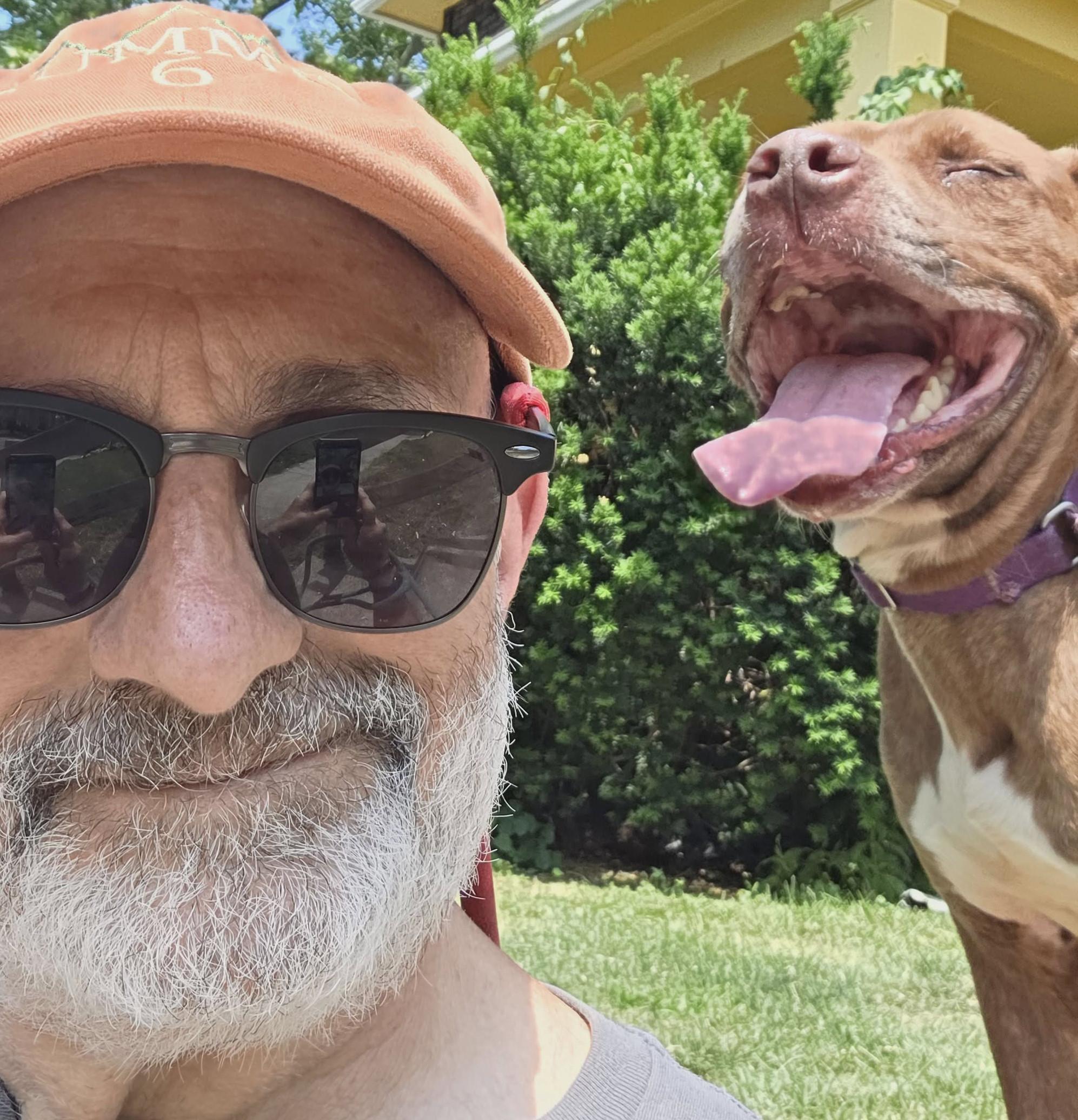 Thunder: Adopt or Forever Foster, Adoptable, Senior Male Staffordshire Bull Terrier & Pit Bull Terrier.
