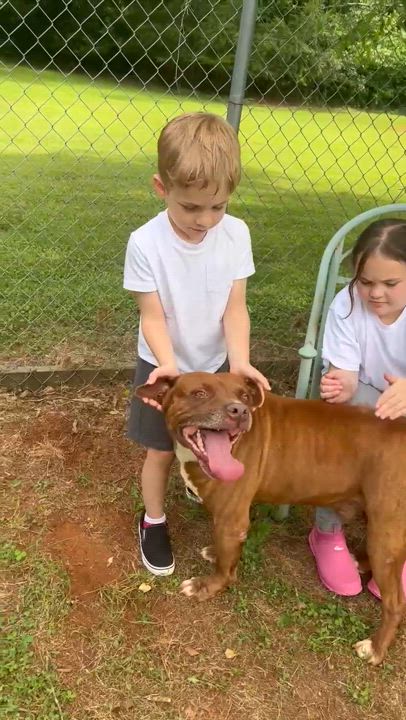 Enlarge Thunder: Adopt or Forever Foster, a Adoptable mixed breed in Rochester, NY video 5/6