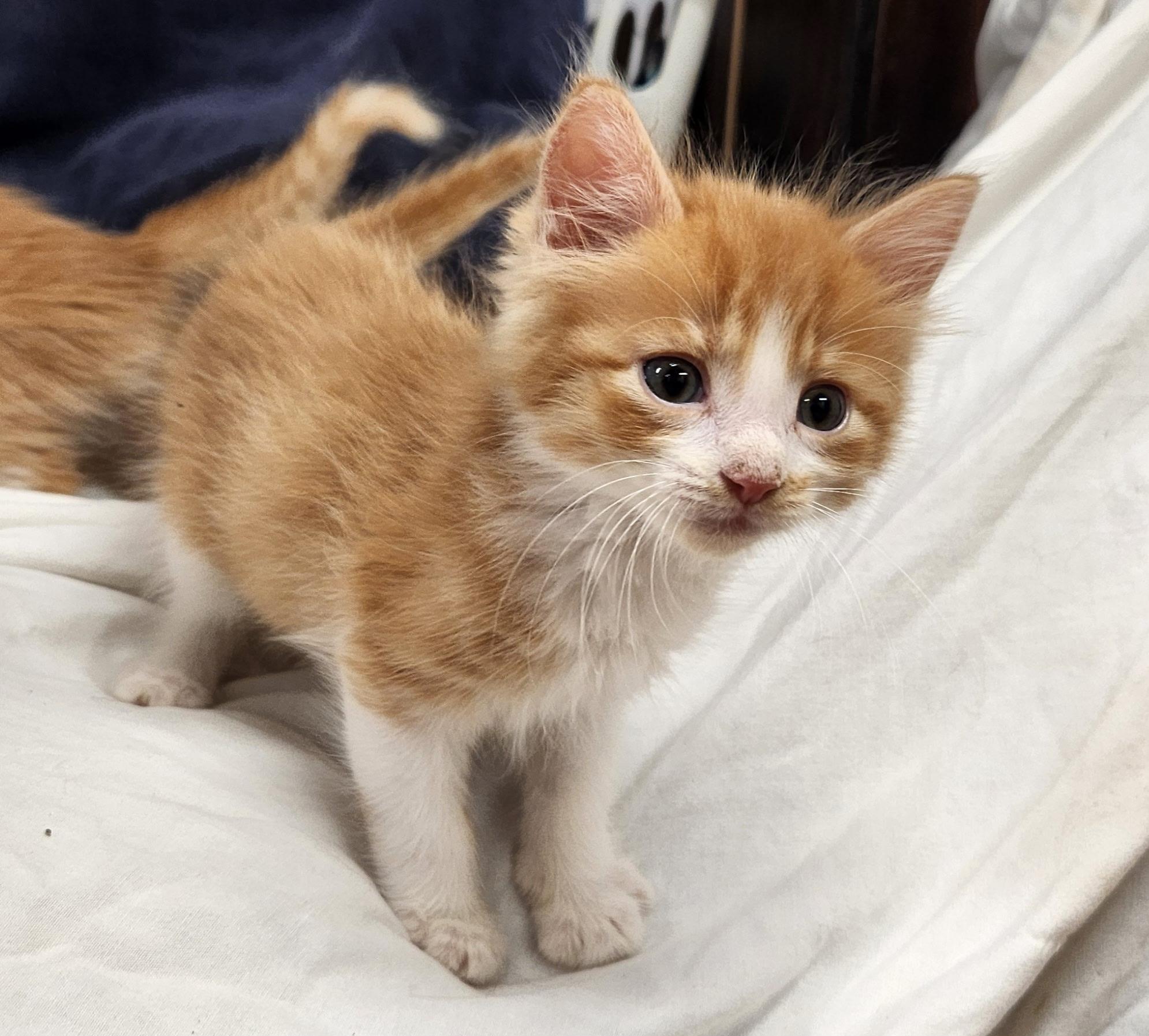 Benji, Adoptable, Kitten Male Domestic Long Hair.