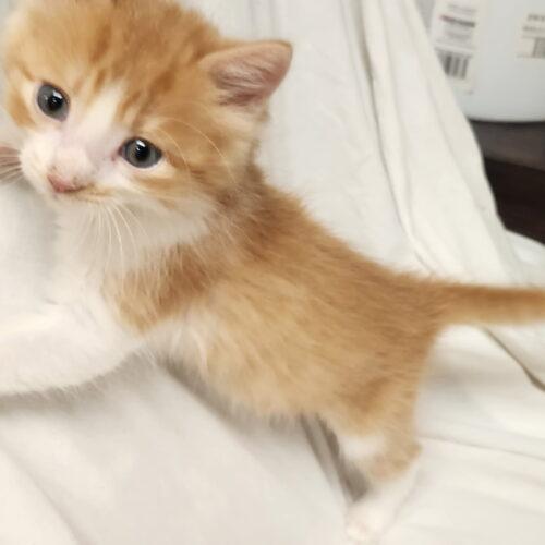 Enlarge Benji, a Adoptable Domestic Long Hair in Kirksville, MO image 2/2
