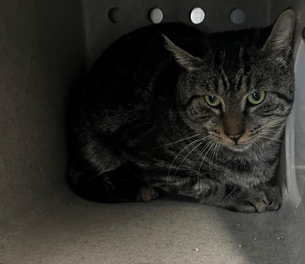 Enlarge TAILEE, a Adoptable Domestic Short Hair in Salisbury, NC image 1/1