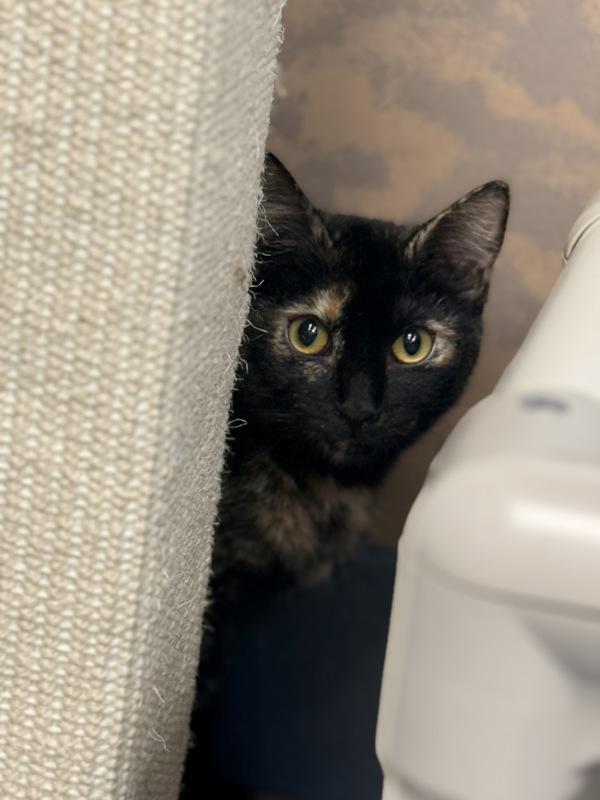 Enlarge Jen, a Adoptable mixed breed in Canton, GA image 1/2