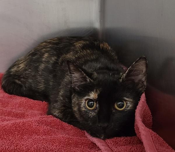 Enlarge Jen, a Adoptable mixed breed in Canton, GA image 2/2