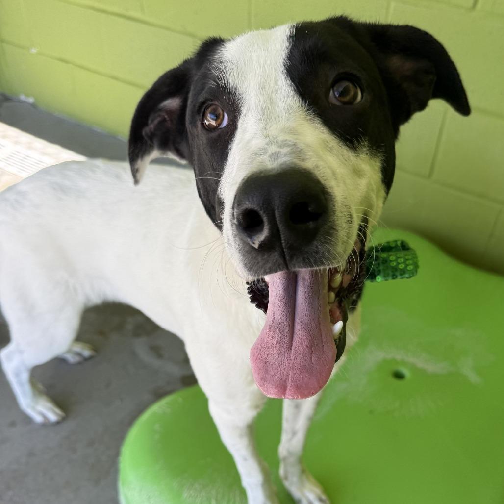 Chance, Adoptable, Young Male Mixed Breed.