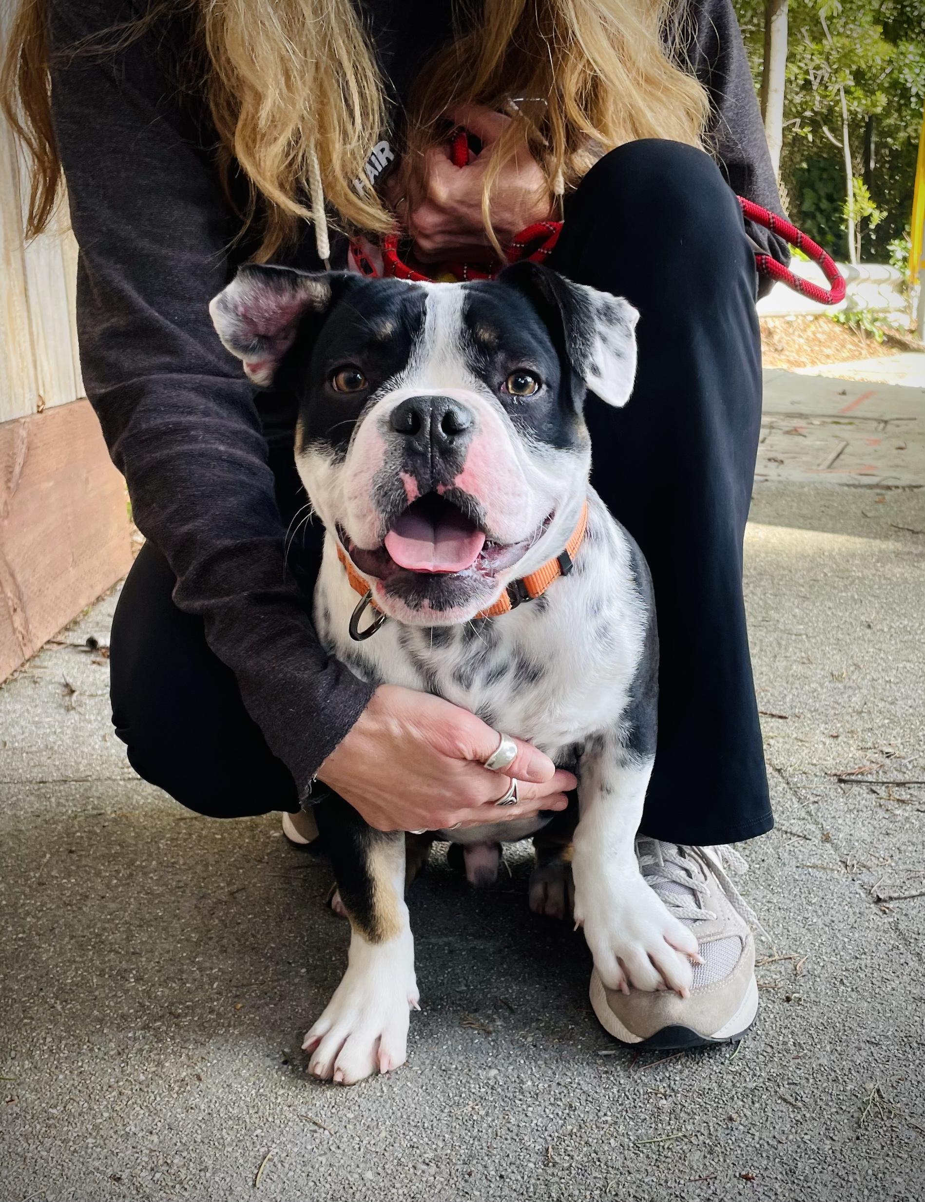 Raider, ADOPTABLE, Puppy Male Bulldog.