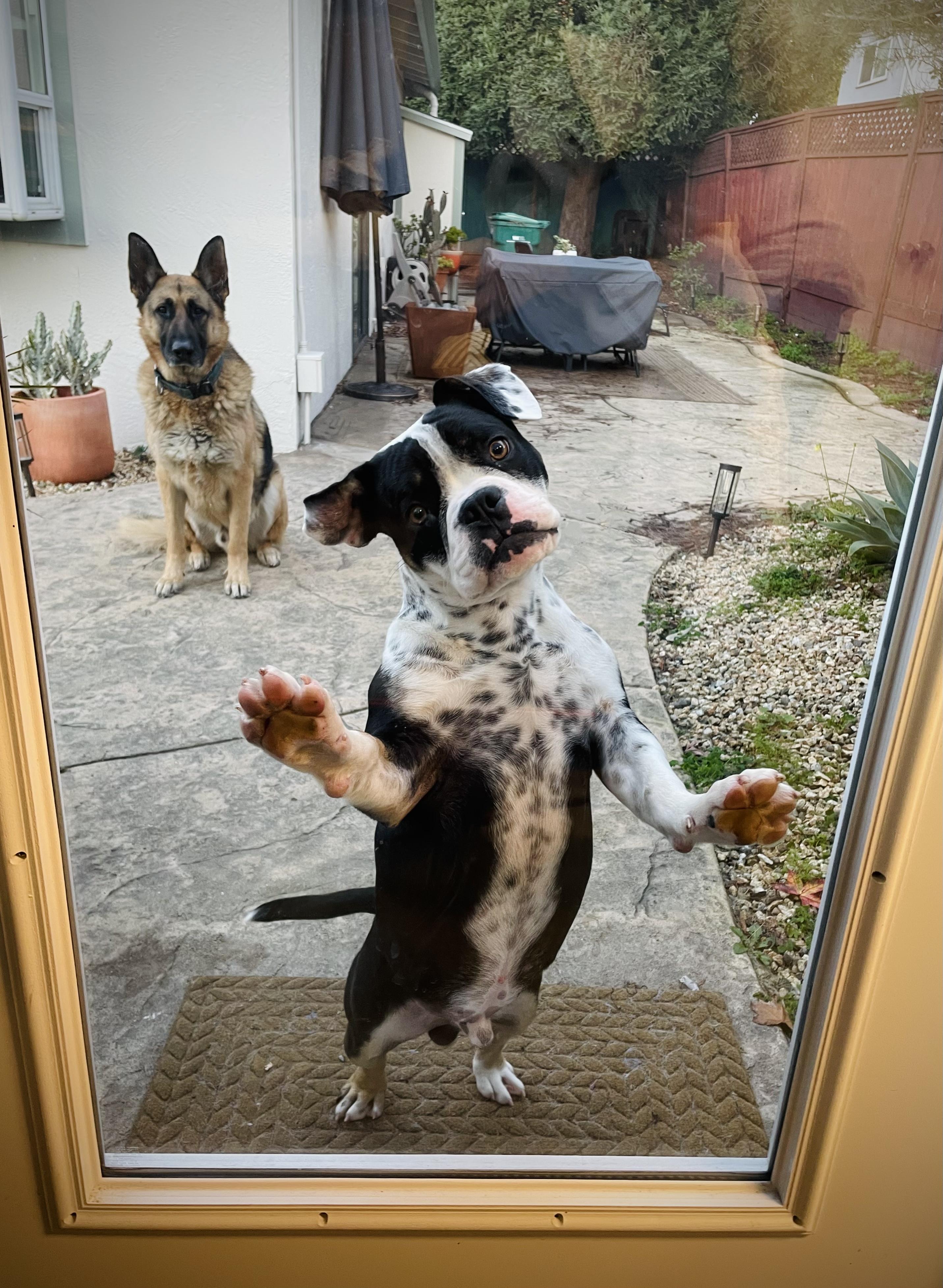 Raider, a ADOPTABLE mixed breed in Oakland, CA image 2/5