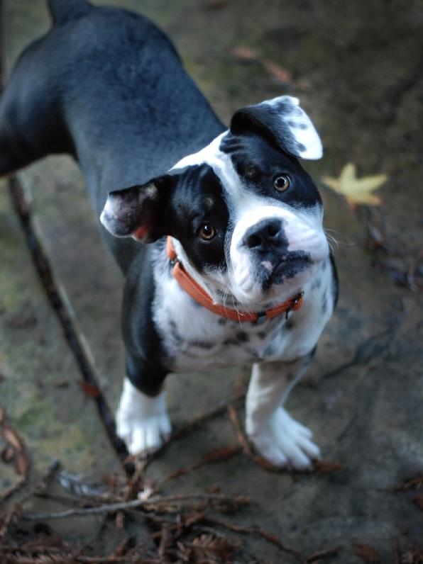 Raider, a ADOPTABLE mixed breed in Oakland, CA image 4/5