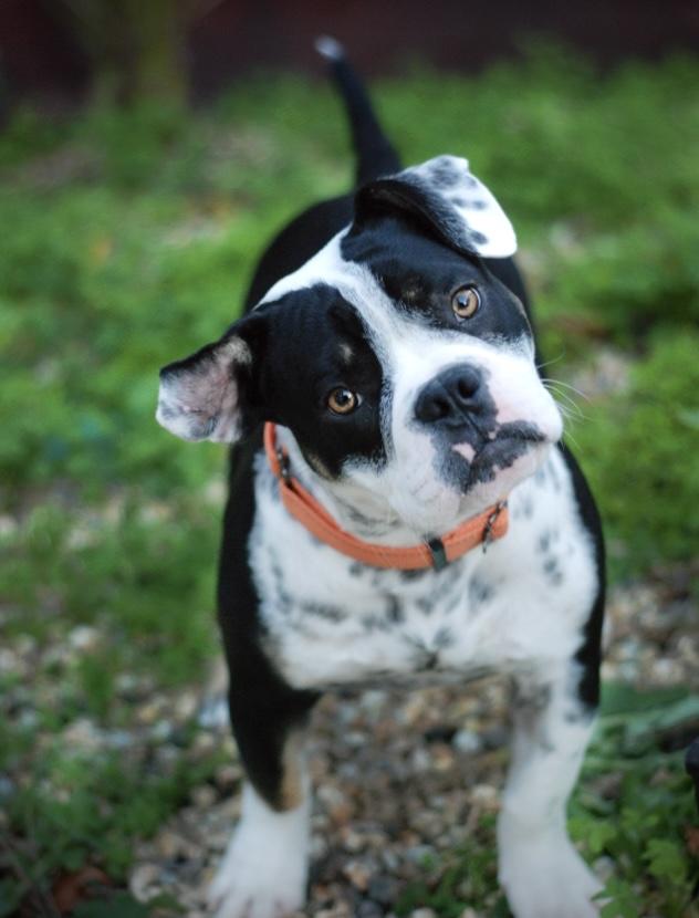 Raider, a ADOPTABLE mixed breed in Oakland, CA image 3/5