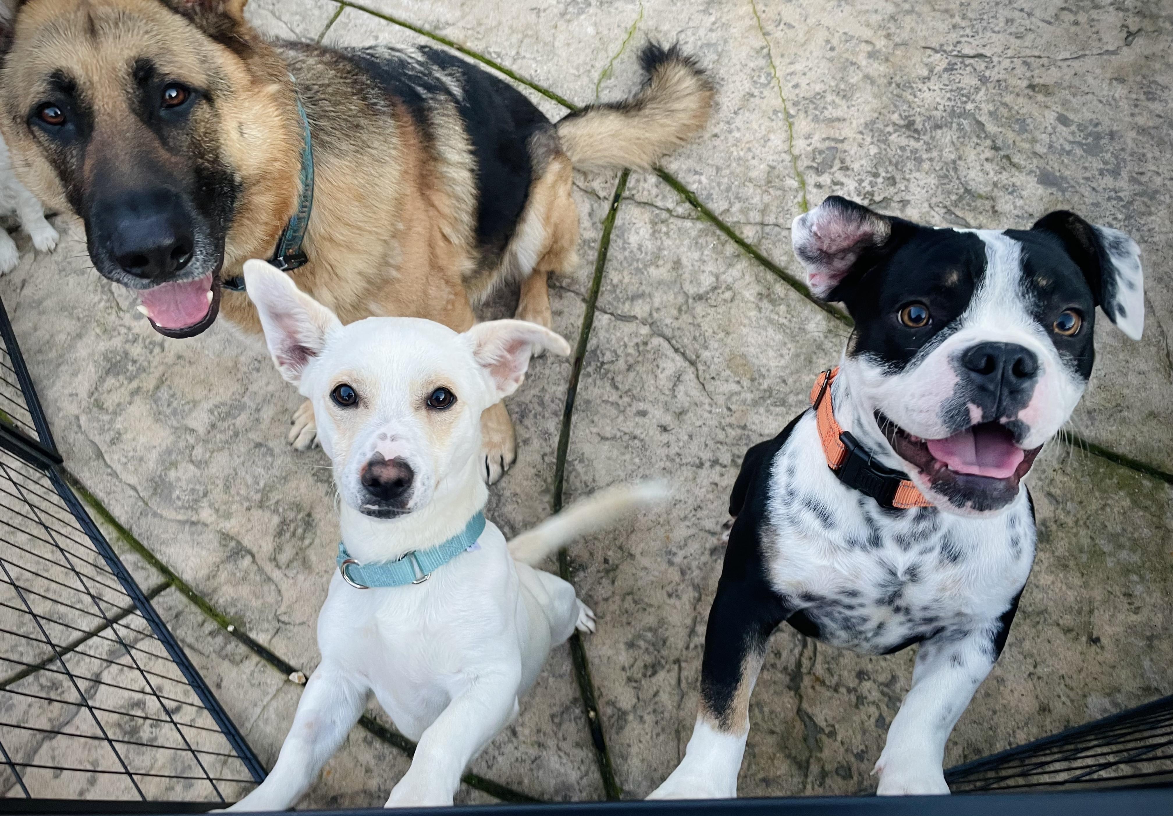 Raider, a ADOPTABLE mixed breed in Oakland, CA image 5/5