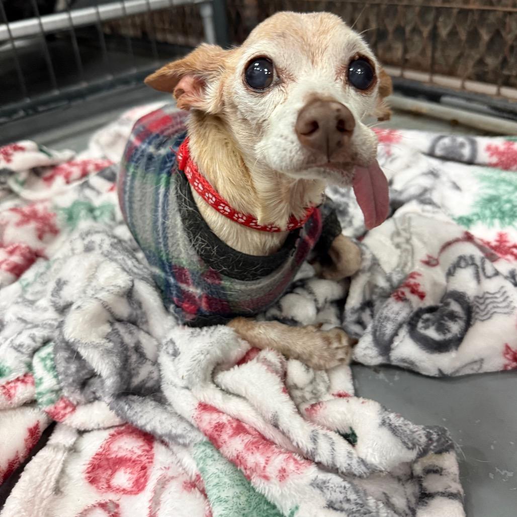 Moy, Adoptable, Senior Male Chihuahua.