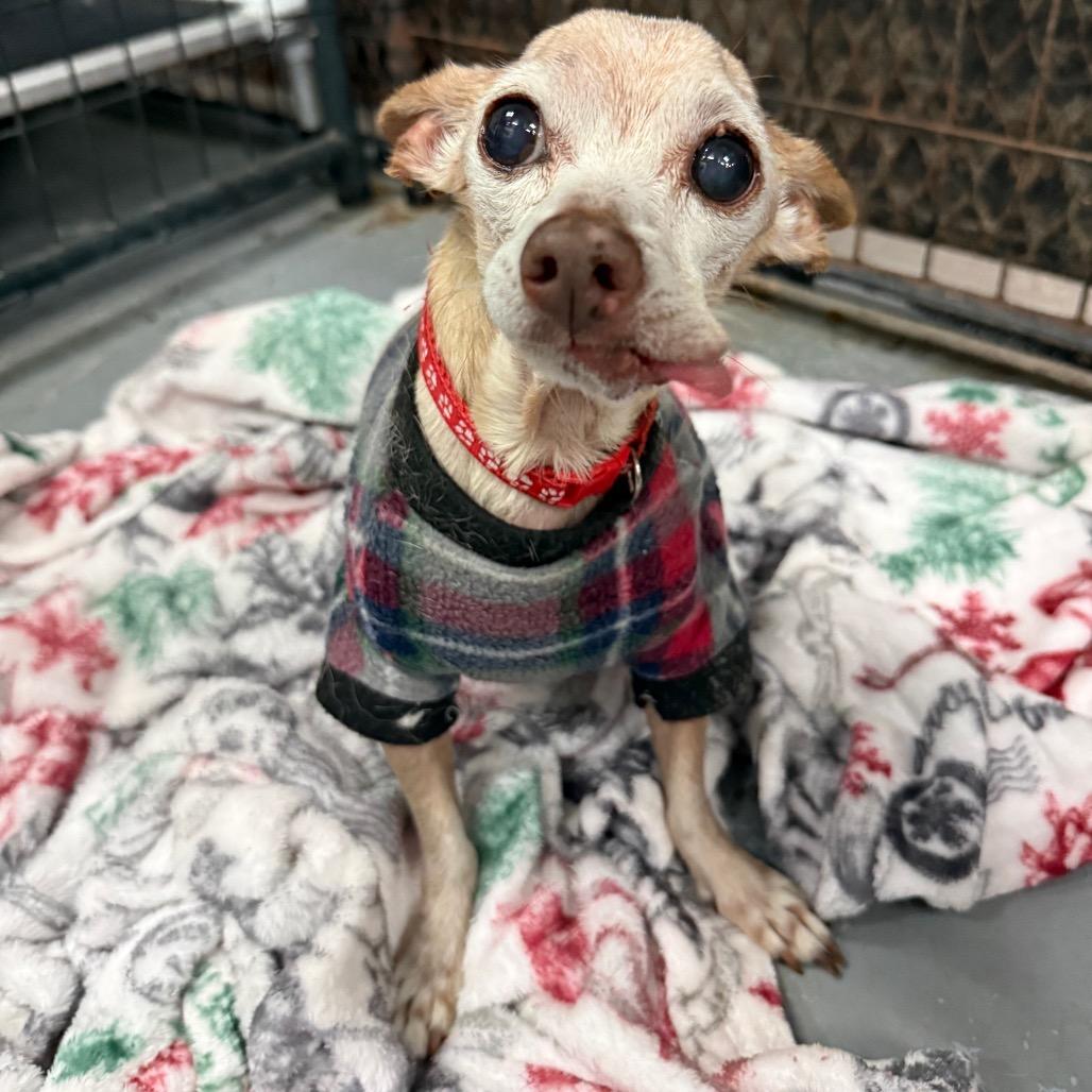 Enlarge Moy, a Adoptable Chihuahua in Tacoma, WA image 2/2