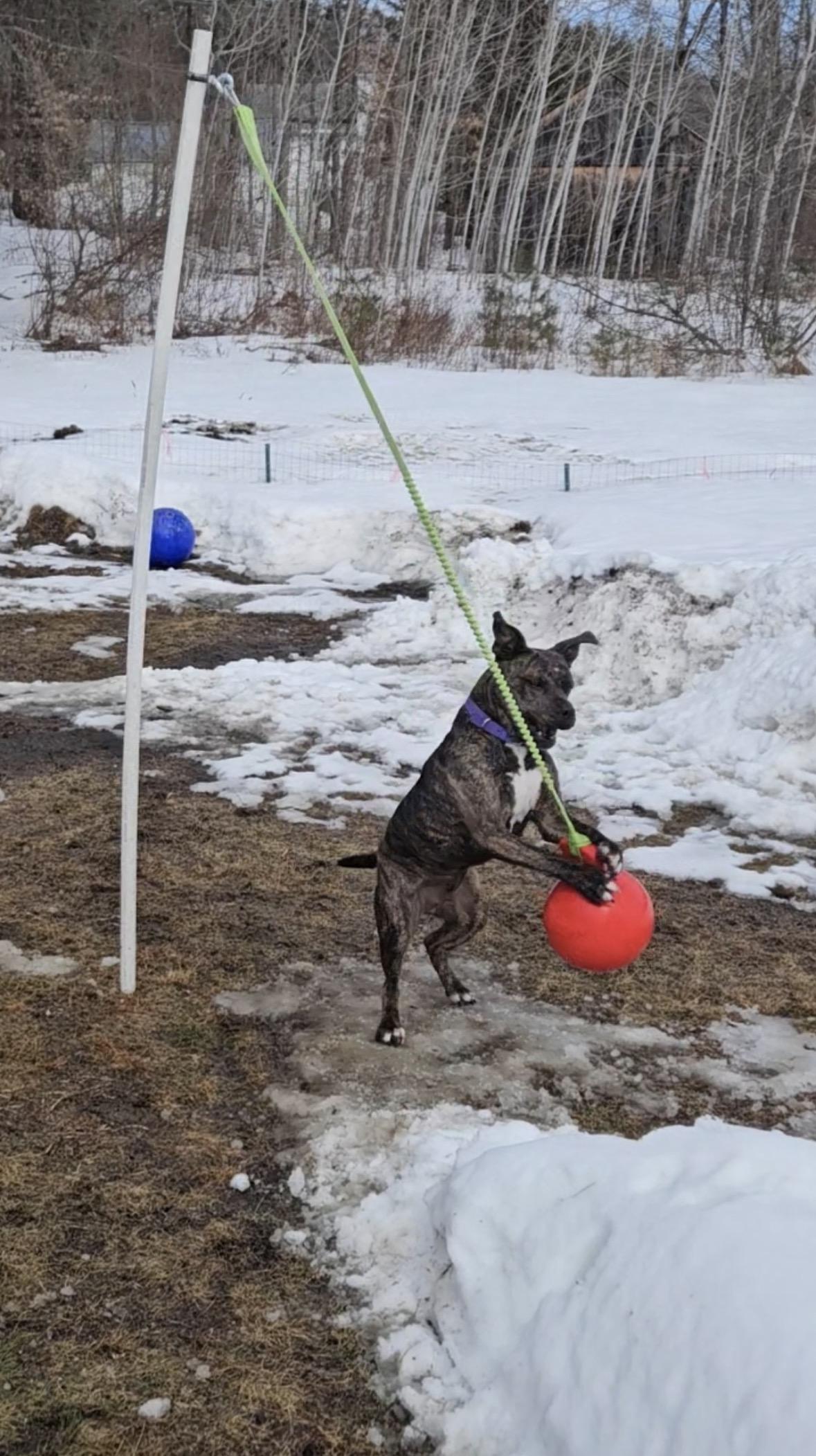 Rebel *Courtesy Post*, a ADOPTABLE mixed breed in New Boston, NH image 6/6