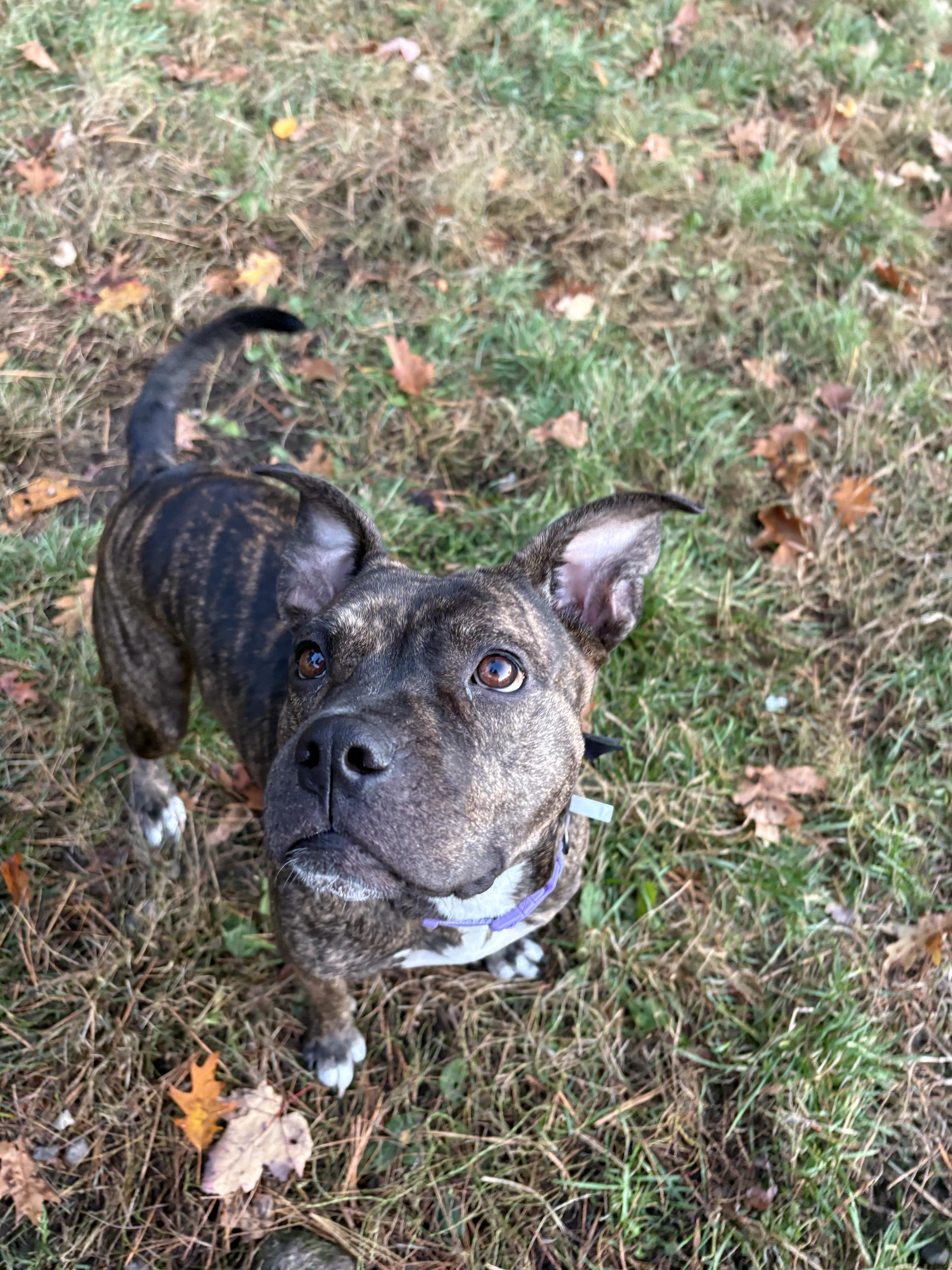 Rebel *Courtesy Post*, a ADOPTABLE mixed breed in New Boston, NH image 3/6