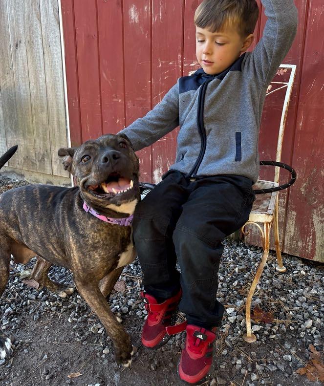 Rebel *Courtesy Post*, ADOPTABLE, Young Female Boxer.