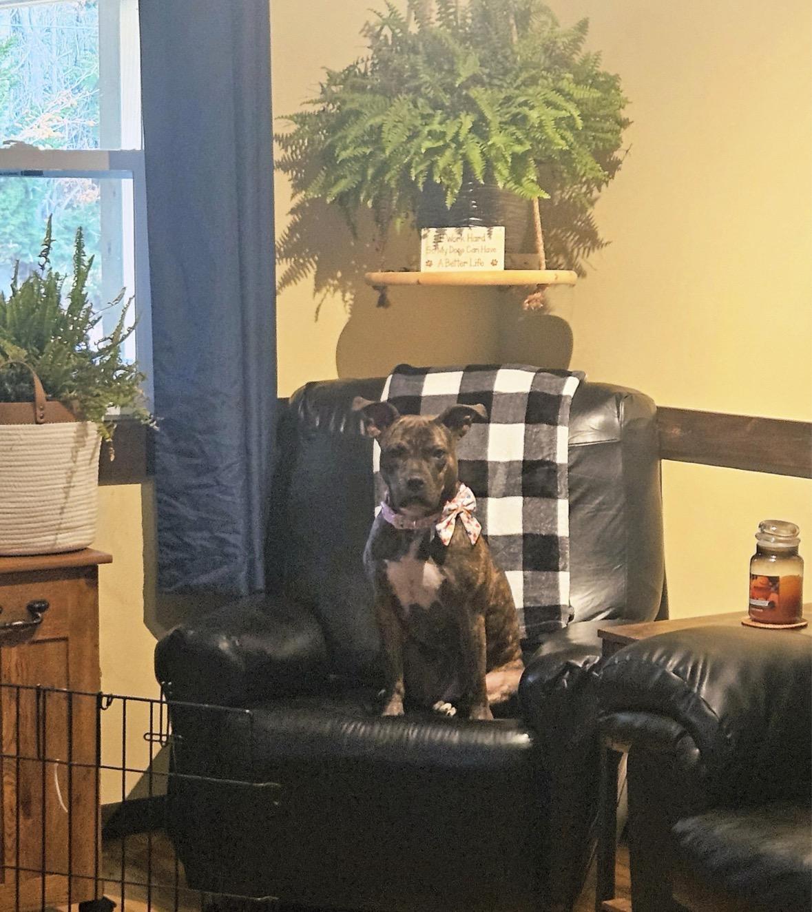 Rebel *Courtesy Post*, a ADOPTABLE mixed breed in New Boston, NH image 5/6