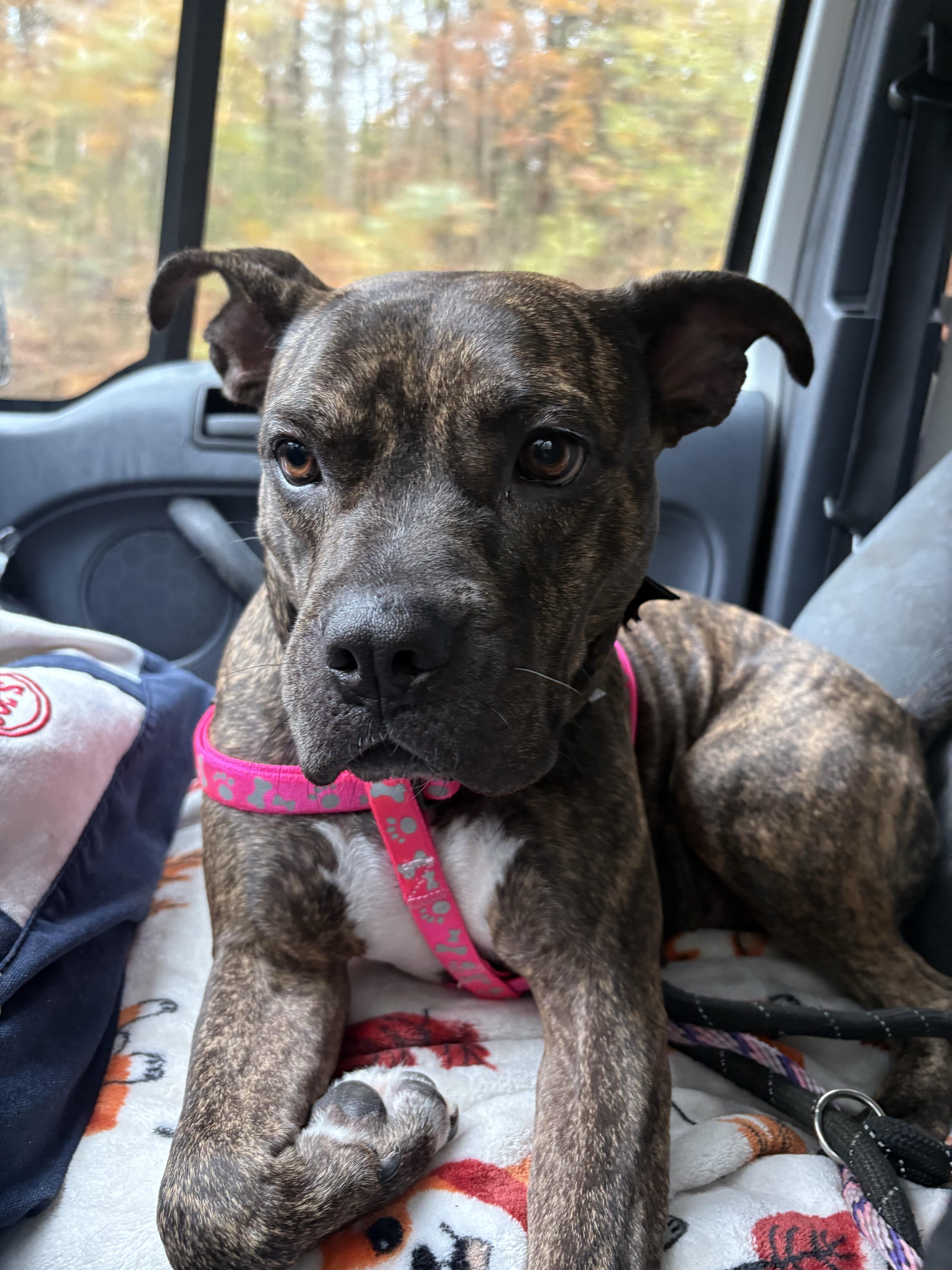 Rebel *Courtesy Post*, a ADOPTABLE mixed breed in New Boston, NH image 2/6