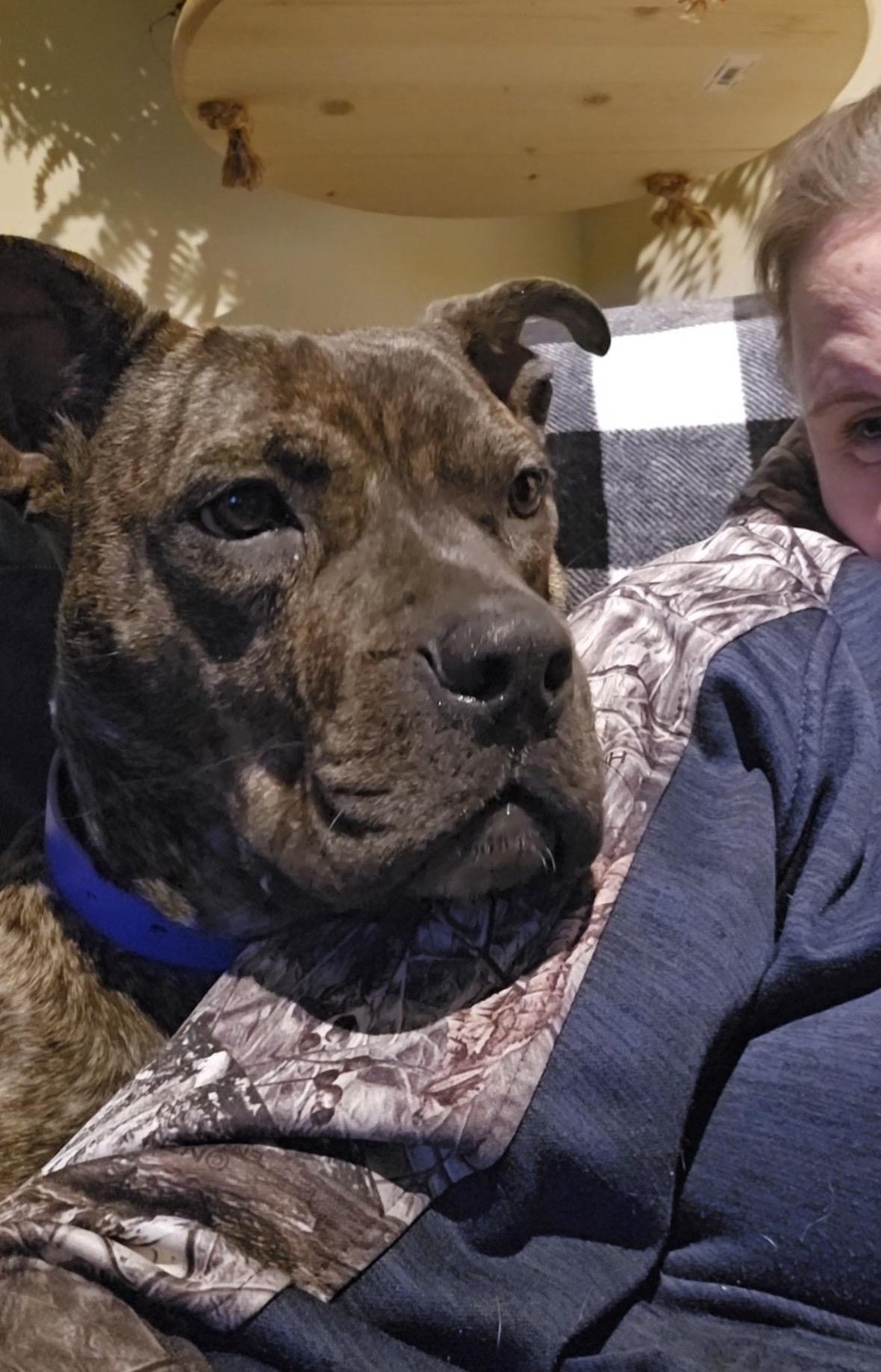 Rebel *Courtesy Post*, a ADOPTABLE mixed breed in New Boston, NH image 4/6