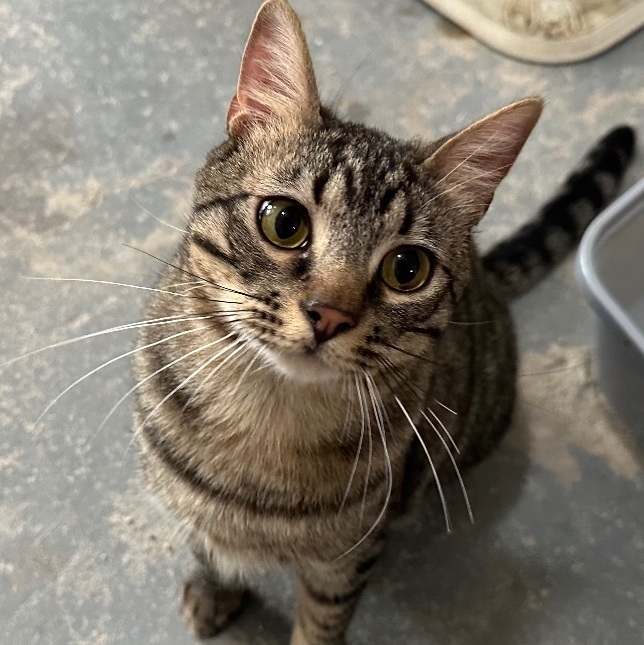 Enlarge Perry, a Adoptable Tabby in Midway City, CA image 1/6
