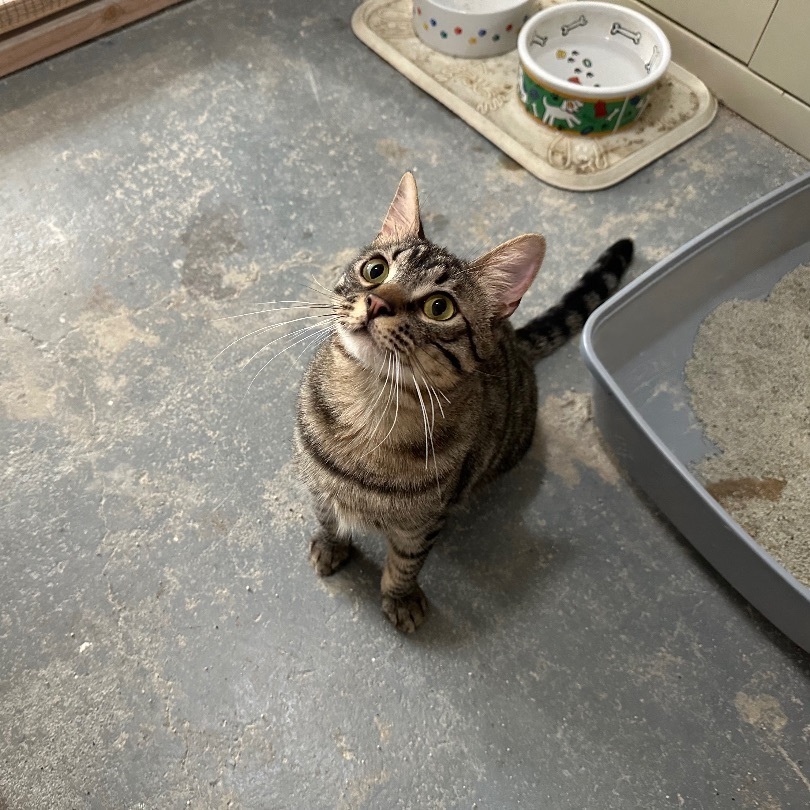 Enlarge Perry, a Adoptable Tabby in Midway City, CA image 2/6