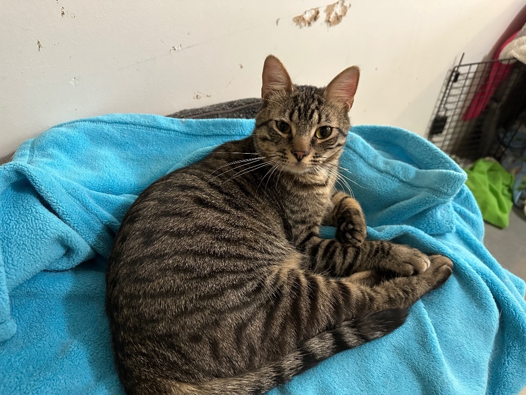 Enlarge Perry, a Adoptable Tabby in Midway City, CA image 3/6