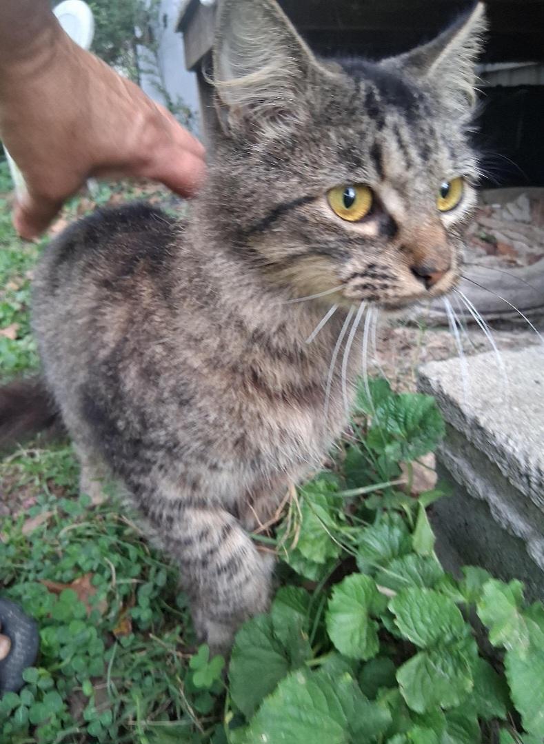 EMMA (Maine Coon mix), adopted, Adult Female Maine Coon & Domestic Medium Hair.
