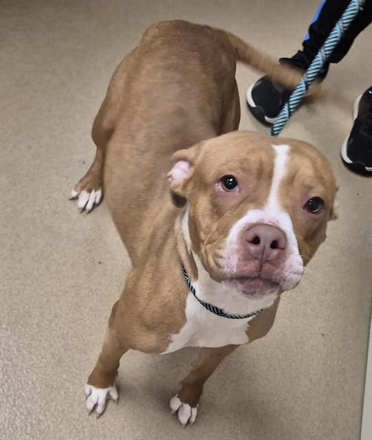 KIKI, Adoptable, Young Female Pit Bull Terrier.