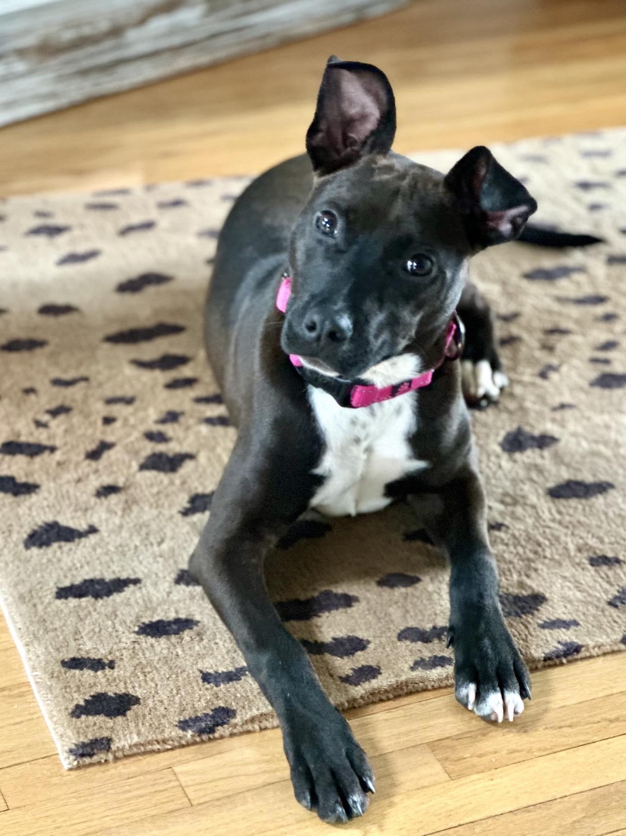 Enlarge WINNIE, a Adoptable mixed breed in Cranbury, NJ image 2/6