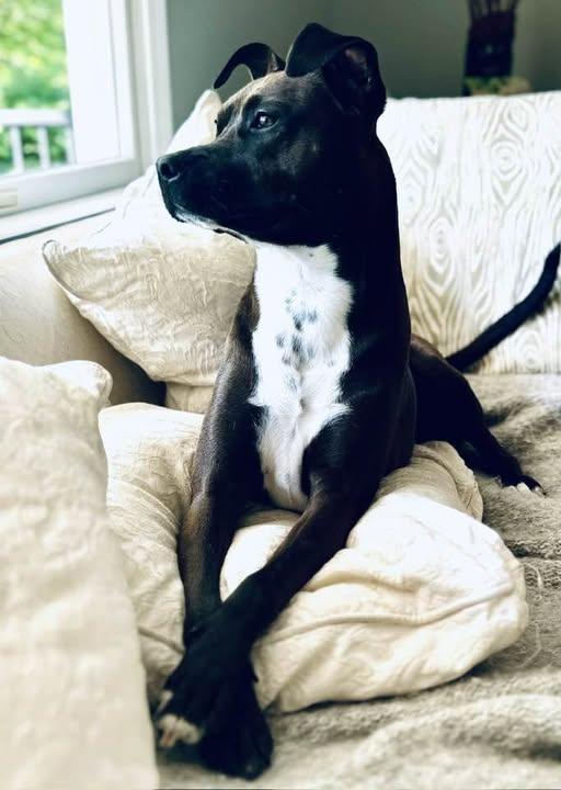 Enlarge WINNIE, a Adoptable mixed breed in Hoboken, NJ image 6/6