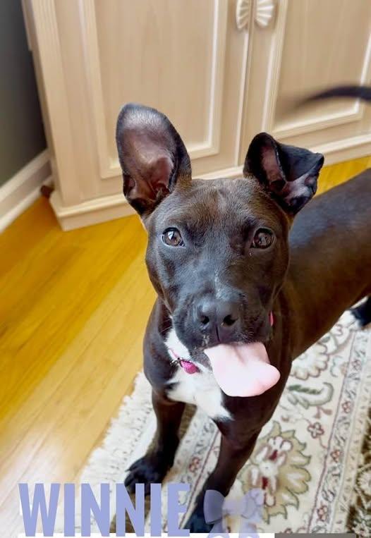 Enlarge WINNIE, a Adoptable mixed breed in Cranbury, NJ image 3/6