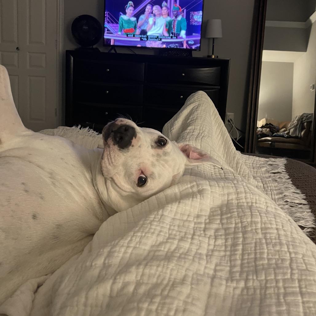 Enlarge Snow, a Adoptable Pit Bull Terrier in Dallas, TX image 1/4